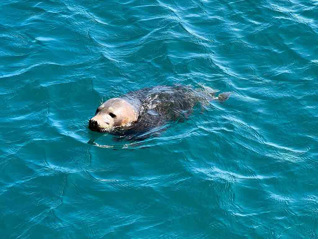 ilfracombe-princess-boat-trip-seals