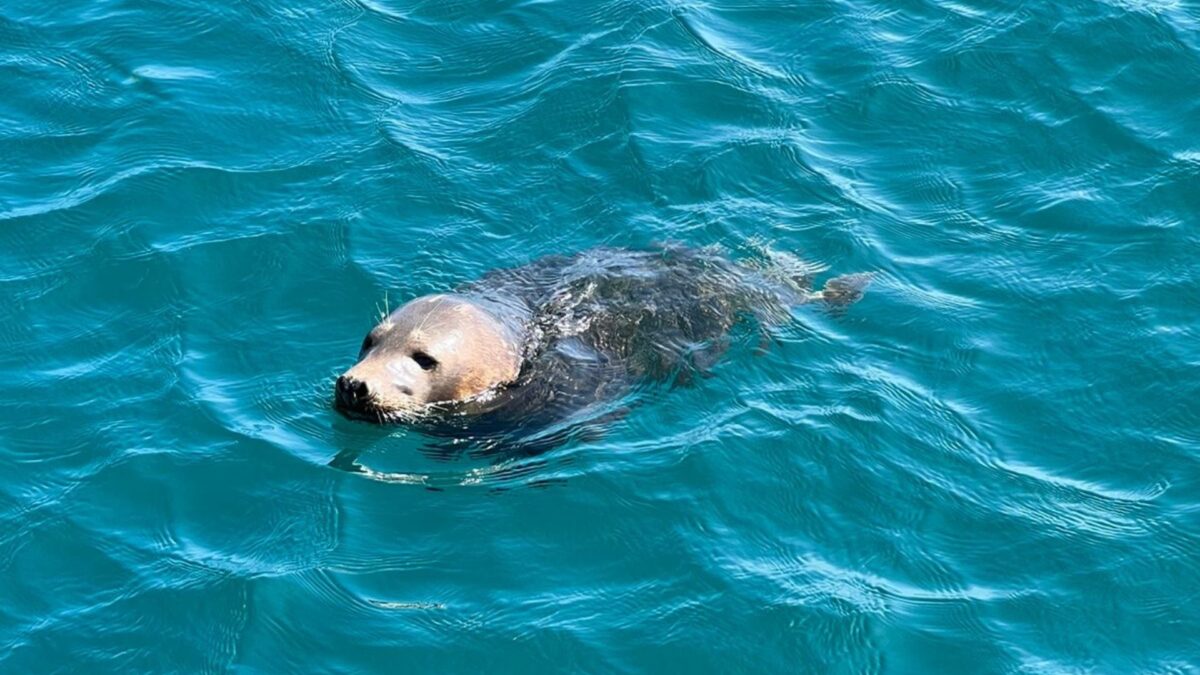 Wild Swimming, Seal Spotting, and Sunset Cruises: Summer on the North Devon Coast