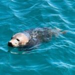 Wild Swimming, Seal Spotting, and Sunset Cruises: Summer on the North Devon Coast