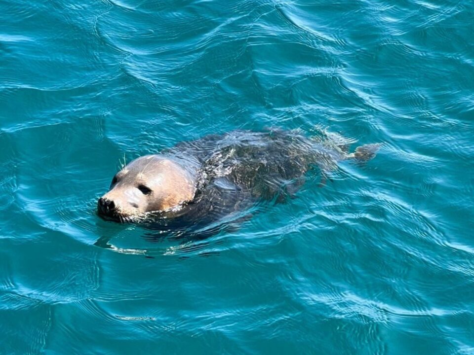Wild Swimming, Seal Spotting, and Sunset Cruises: Summer on the North Devon Coast