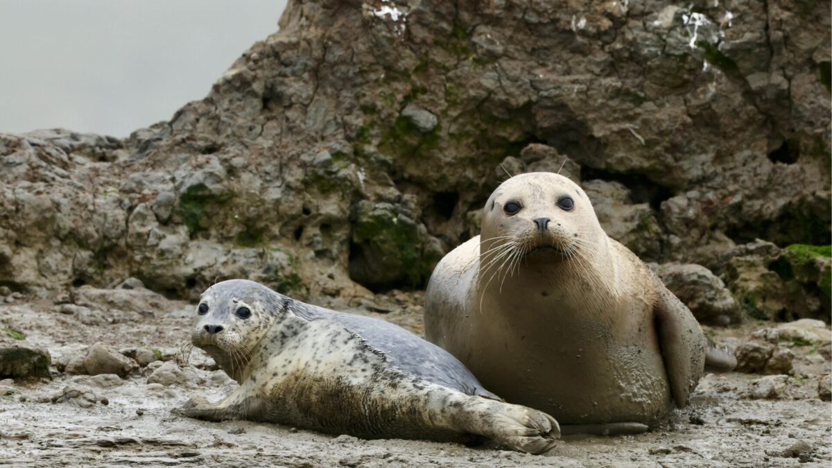 Atlantic grey seals are one of the great wildlife spectacles of the North Devon coast. This guide explains where to find them, what to look for, and why a boat trip gives you the best view.
