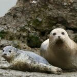 Atlantic grey seals are one of the great wildlife spectacles of the North Devon coast. This guide explains where to find them, what to look for, and why a boat trip gives you the best view.