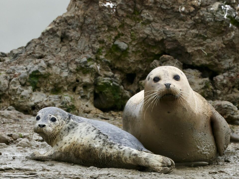 Atlantic grey seals are one of the great wildlife spectacles of the North Devon coast. This guide explains where to find them, what to look for, and why a boat trip gives you the best view.